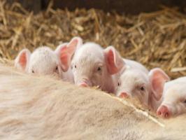Bệnh thường gặp ở lợn và cách phòng tránh hiệu quả nhất