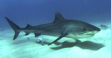 Loài cá mập nguy hiểm nhất đại dương