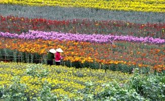 Làng hoa nổi tiếng quanh Hà Nội