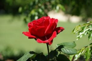 Bài thơ hay về hoa hồng