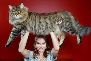 Bé mèo có cân nặng khủng nhất thế giới.