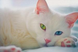 Bé mèo có mắt hai màu đáng yêu nhất thế giới