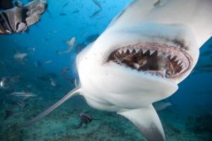 Loài cá mập hung ác nhất của đại dương