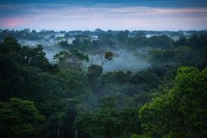 động vật quái dị trong rừng rậm Amazon