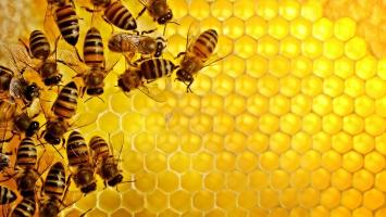 Cách nhận biết mật ong thật và ngon