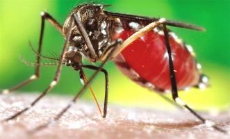 Căn bệnh lây truyền do Muỗi cần cảnh giác nhất