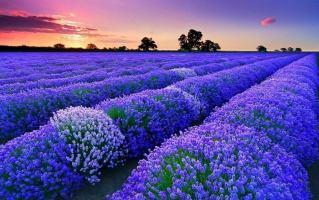 Cánh đồng hoa oải hương đẹp nhất Thế giới