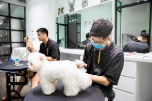 Địa chỉ đào tạo cắt tỉa lông thú cưng chuyên nghiệp nhất tỉnh Khánh Hòa