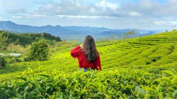 Đồi trà xanh đẹp nhất tại Việt Nam