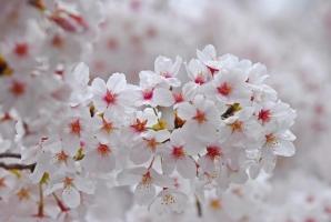 Loại hoa anh đào phổ biến nhất ở Nhật Bản