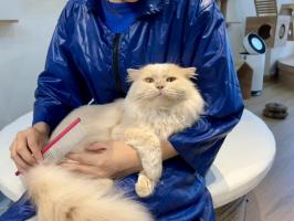Dịch vụ cắt tỉa lông, spa thú cưng uy tín nhất tại Gia Lai
