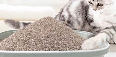 Loại cát vệ sinh cho mèo tốt nhất bạn nên biết
