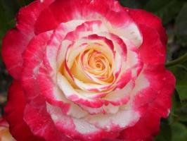 Loài hoa hồng đẹp nhất thế giới