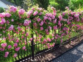 Loài hoa leo tường đẹp nhà mát cửa và dễ trồng nhất
