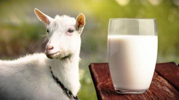 Loại sữa bột từ sữa dê giúp bé phát triển toàn diện tốt nhất hiện nay