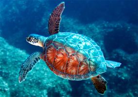 Thông tin hữu ích cần biết về loài rùa biển