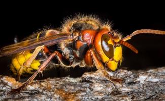 Thông tin hữu ích cần biết về ong bắp cày