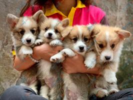 Pet shop bán thú cưng uy tín nhất Thành phố Hồ Chí Minh