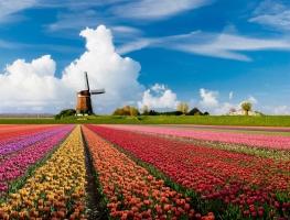 Điều thú vị hấp dẫn nhất của đất nước hoa Tulip - Hà Lan