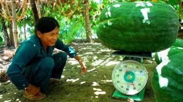 Trái cây lạ giúp nông dân Việt Nam làm giàu