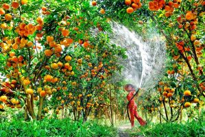Vườn trái cây hấp dẫn ở Tây Ninh