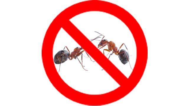 Top 4 Dịch vụ diệt mối, côn trùng uy tín nhất  tỉnh Quảng Trị