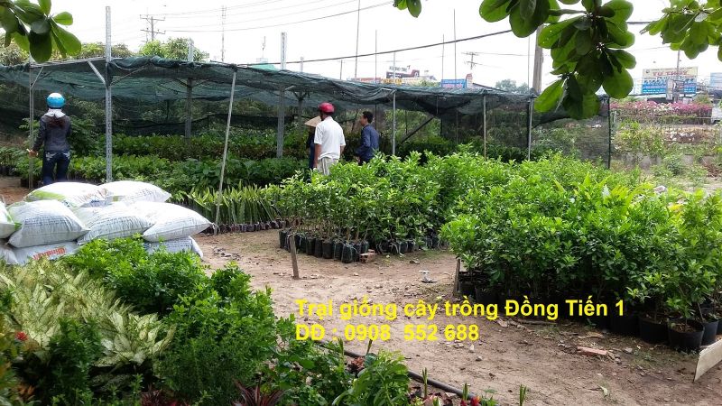 Trại giống cây trồng Đồng Tiến 1