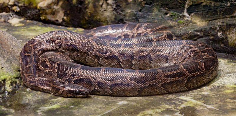 Trăn Ấn Độ (Python molurus)