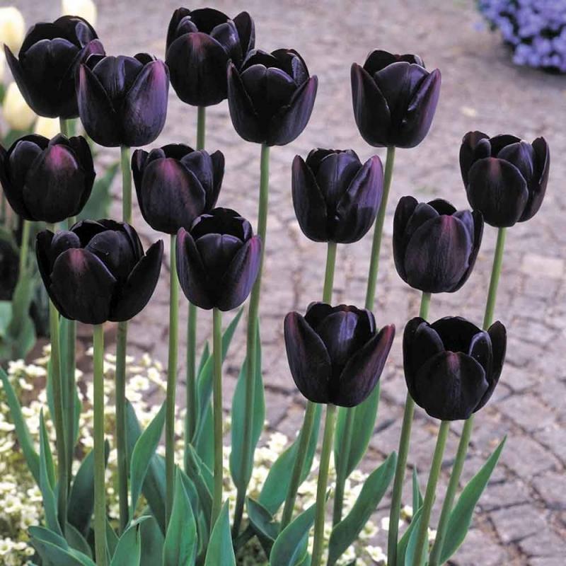 Tulip đen