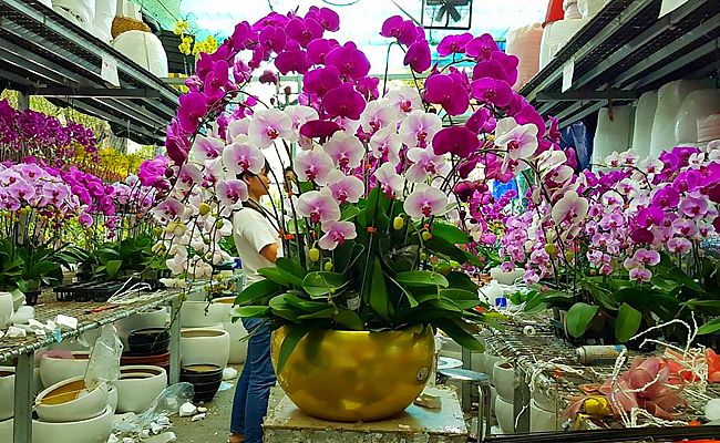 Top 11 Địa chỉ bán hoa lan hồ điệp đẹp nhất tại TP.HCM