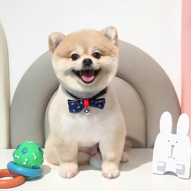 Top 10 Dịch vụ chăm sóc thú cưng uy tín nhất tại TP.HCM