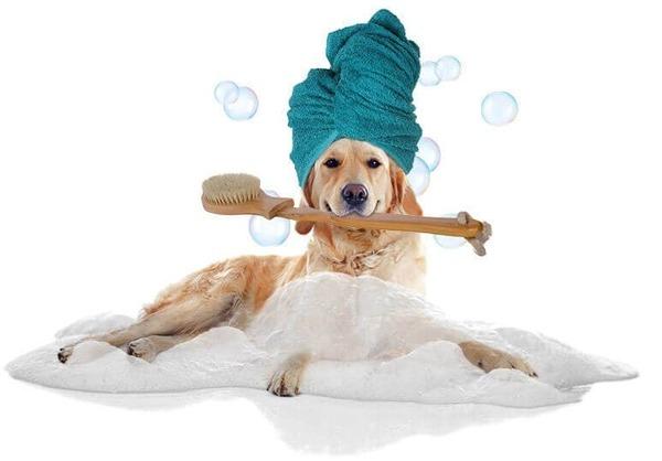 Top 6 Dịch vụ spa thú cưng tốt nhất tại quận Hai Bà Trưng, Hà Nội