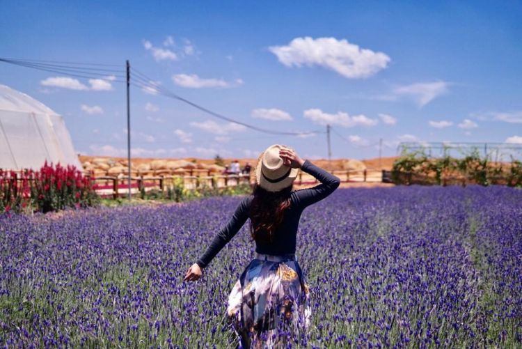 Cánh đồng hoa Lavender đồi chè Cầu Đất