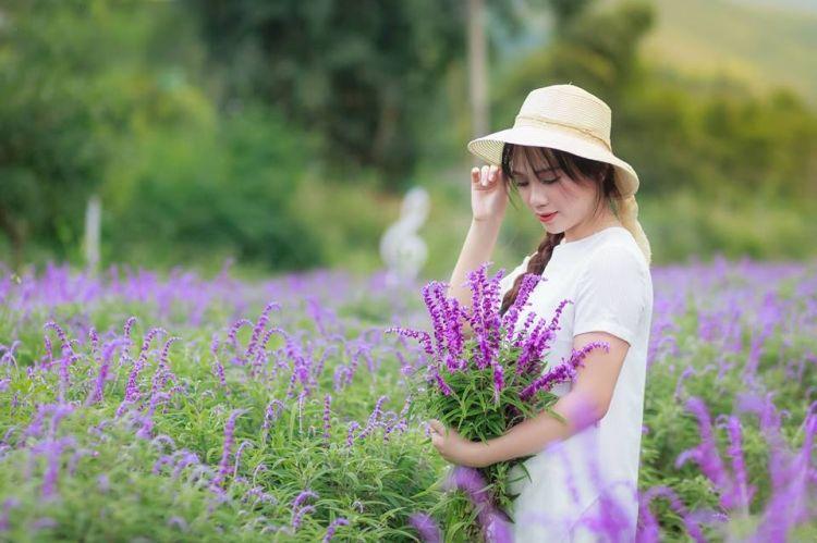 Cánh đồng hoa Lavender thung lũng tình yêu