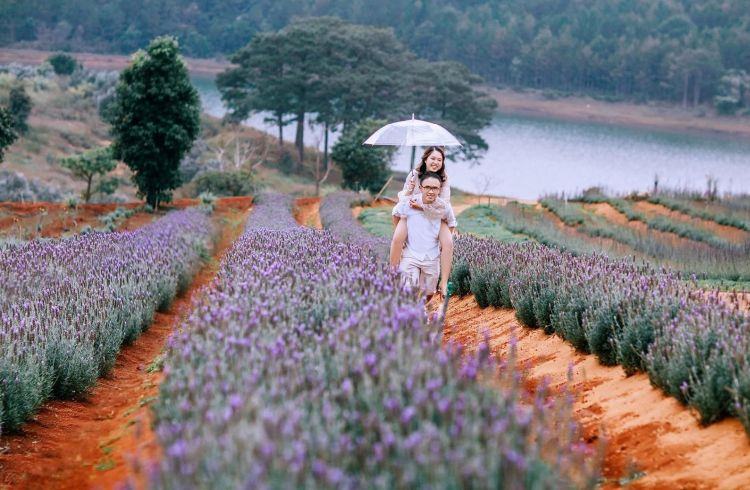 Cánh đồng hoa Lavender Tuyền Lâm