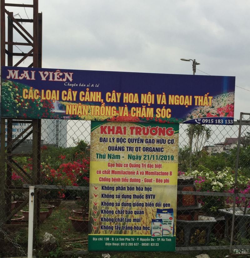 Cây cảnh Mai Viên