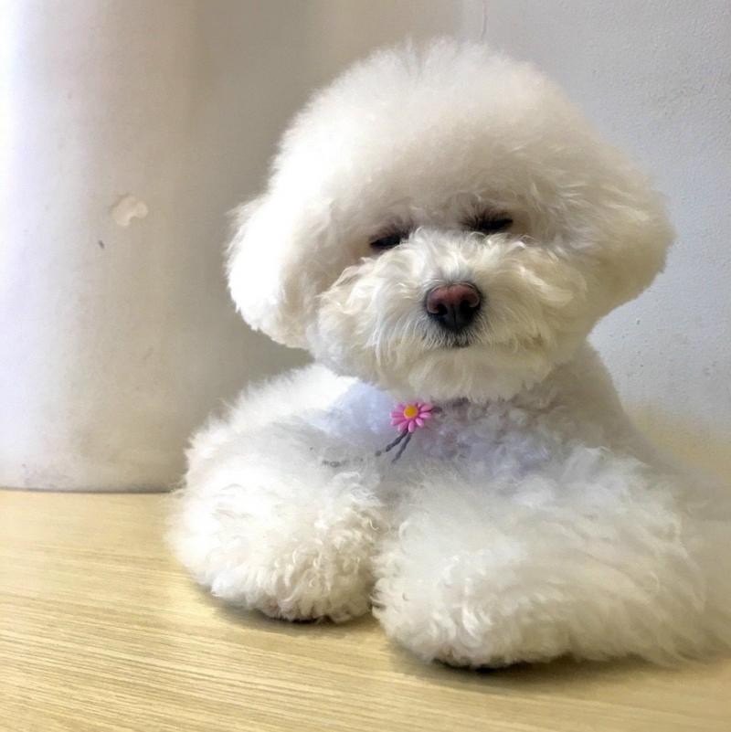 Top 3 Cửa hàng thú cưng uy tín nhất  Hà Tĩnh