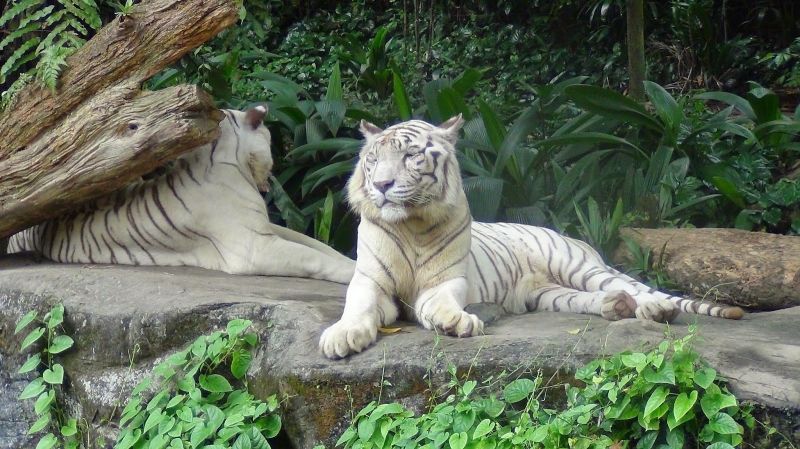 Top 10 Điểm đến thú vị nhất dành cho những người yêu động vật tại Việt Nam