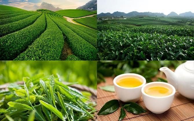Top 4 Địa chỉ mua quà đặc sản chất lượng nhất Mộc Châu