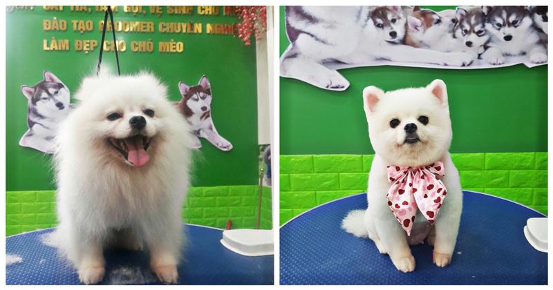 Top 10 Dịch vụ cắt tỉa lông thú cưng uy tín nhất tại Đà Nẵng