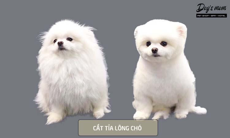 Top 10 Dịch vụ cắt tỉa lông thú cưng uy tín nhất tại TP. Nha Trang