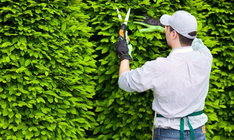 Top 6 Dịch vụ chăm sóc cây xanh, cảnh quan chuyên nghiệp nhất Đà Nẵng