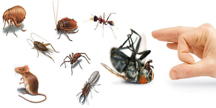 Top 5 Dịch vụ diệt mối, côn trùng uy tín nhất tỉnh Quảng Nam