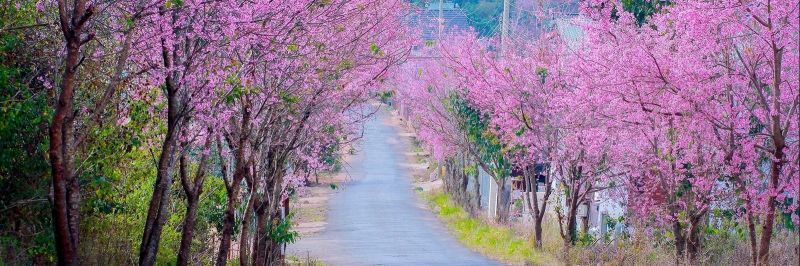 Đường Mai anh đào Dốc Đa Quý