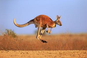 Kỳ quan thiên nhiên hùng vĩ nhất nước Úc