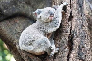 Loài động vật ngủ nhiều nhất trên thế giới