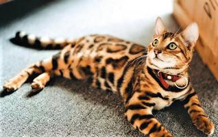 Địa chỉ bán mèo Bengal uy tín nhất TPHCM