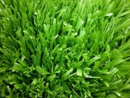 Dịch vụ cung cấp cỏ nhân tạo giá rẻ nhất tại TP.HCM