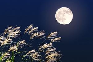 Bài văn tả một đêm trăng đẹp hay nhất