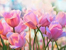 Màu sắc đẹp nhất của hoa Tulip và ý nghĩa của chúng